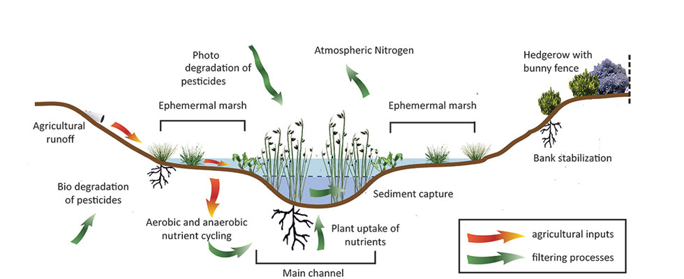 Wetland Restoration Schematic